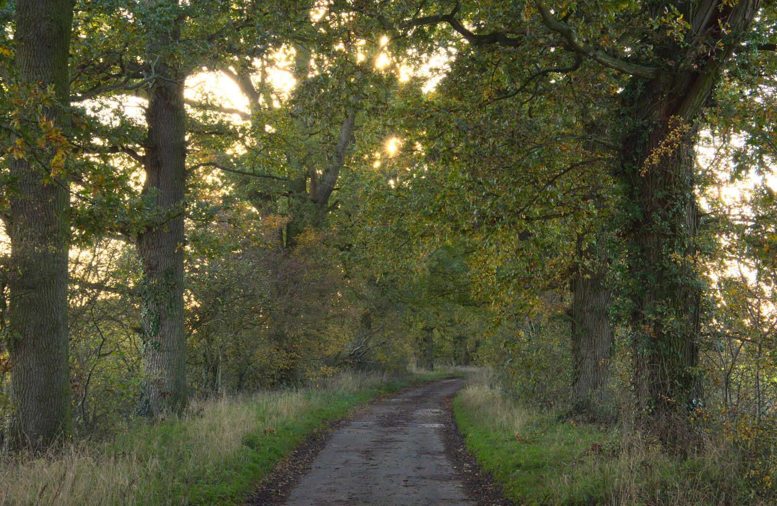 Brome Avenue from A Walk Around the Avenue, Brome, Suffolk - 25th October 2020