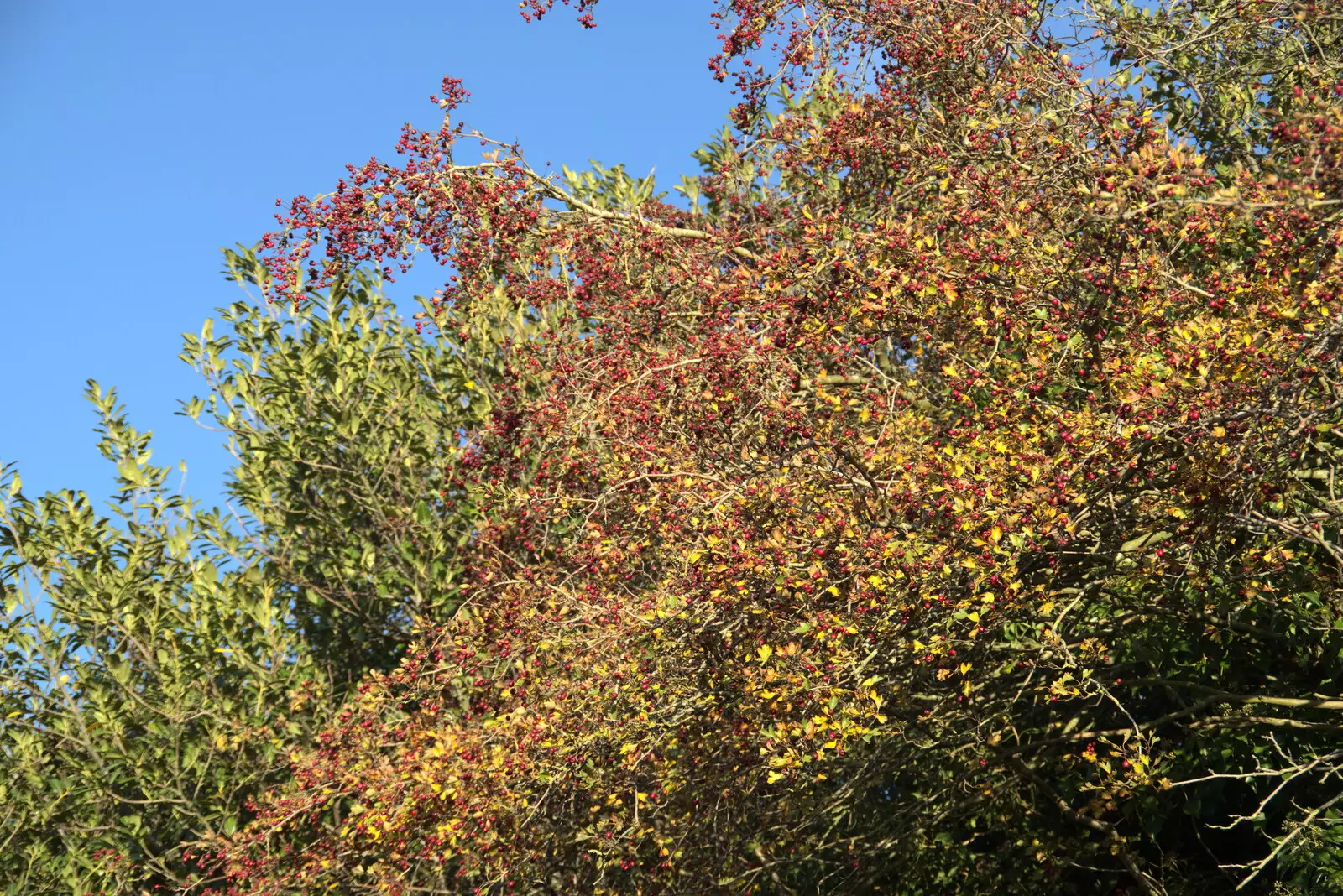 Red berries in a tree, from A Walk Around the Avenue, Brome, Suffolk - 25th October 2020