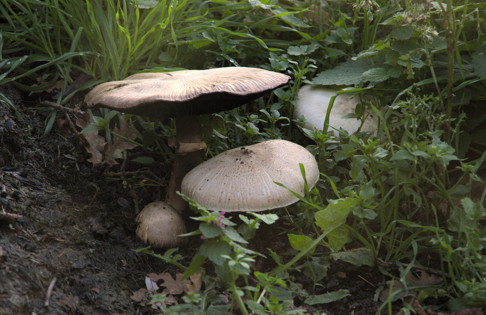 There are some impressive mushrooms in the garden from A Walk Around the Avenue, Brome, Suffolk - 25th October 2020
