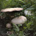 2020 There are some impressive mushrooms in the garden