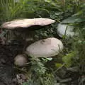 There are some impressive mushrooms in the garden, A Walk Around the Avenue, Brome, Suffolk - 25th October 2020