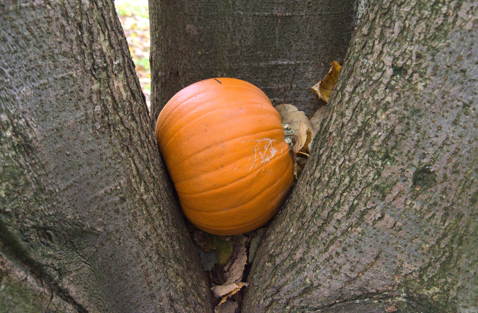 We come across a pumpkin wedged into a tree from A Trip to Lynford Arboretum, Mundford, Norfolk - 30th October 2020