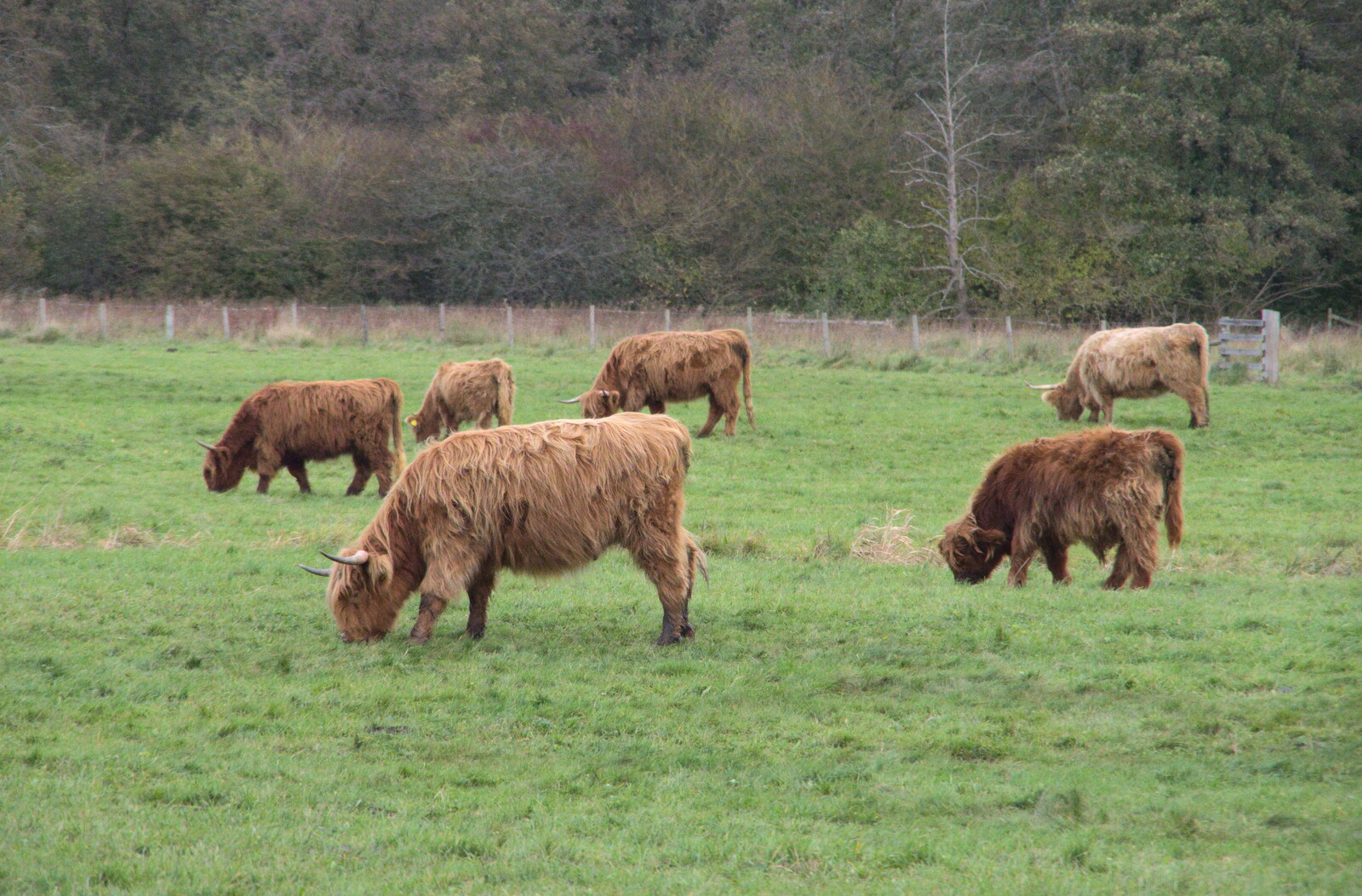 Hairy Highland cattle in a field from A Trip to Lynford Arboretum, Mundford, Norfolk - 30th October 2020
