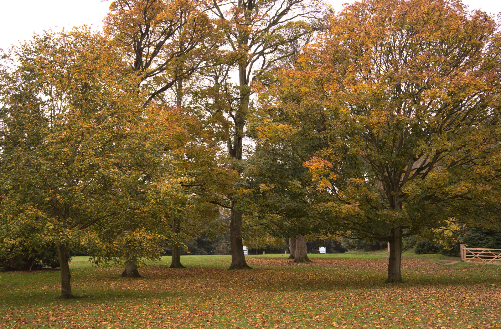 Nice autumn trees from A Trip to Sandringham Estate, Norfolk - 31st October 2020