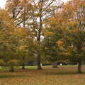 2020 Nice autumn trees