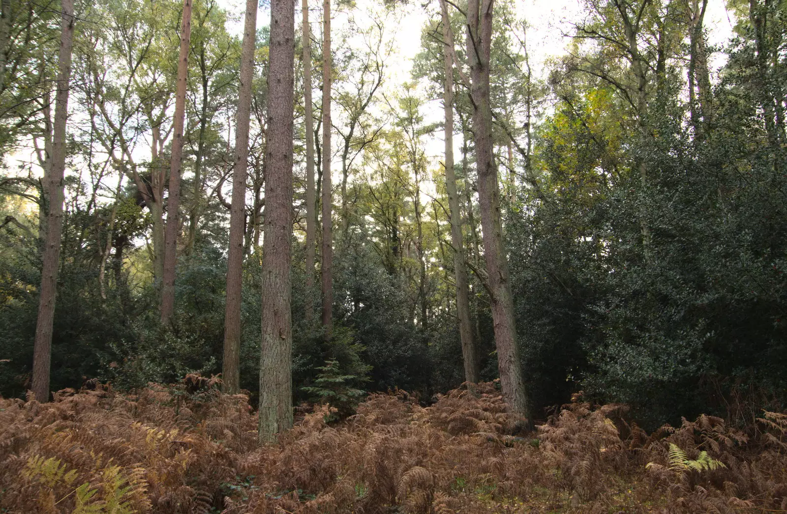 Brown autumn bracken, from A Trip to Sandringham Estate, Norfolk - 31st October 2020