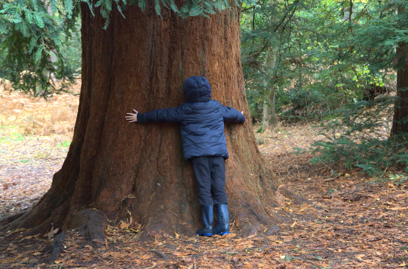 Harry hugs a tree from A Trip to Sandringham Estate, Norfolk - 31st October 2020