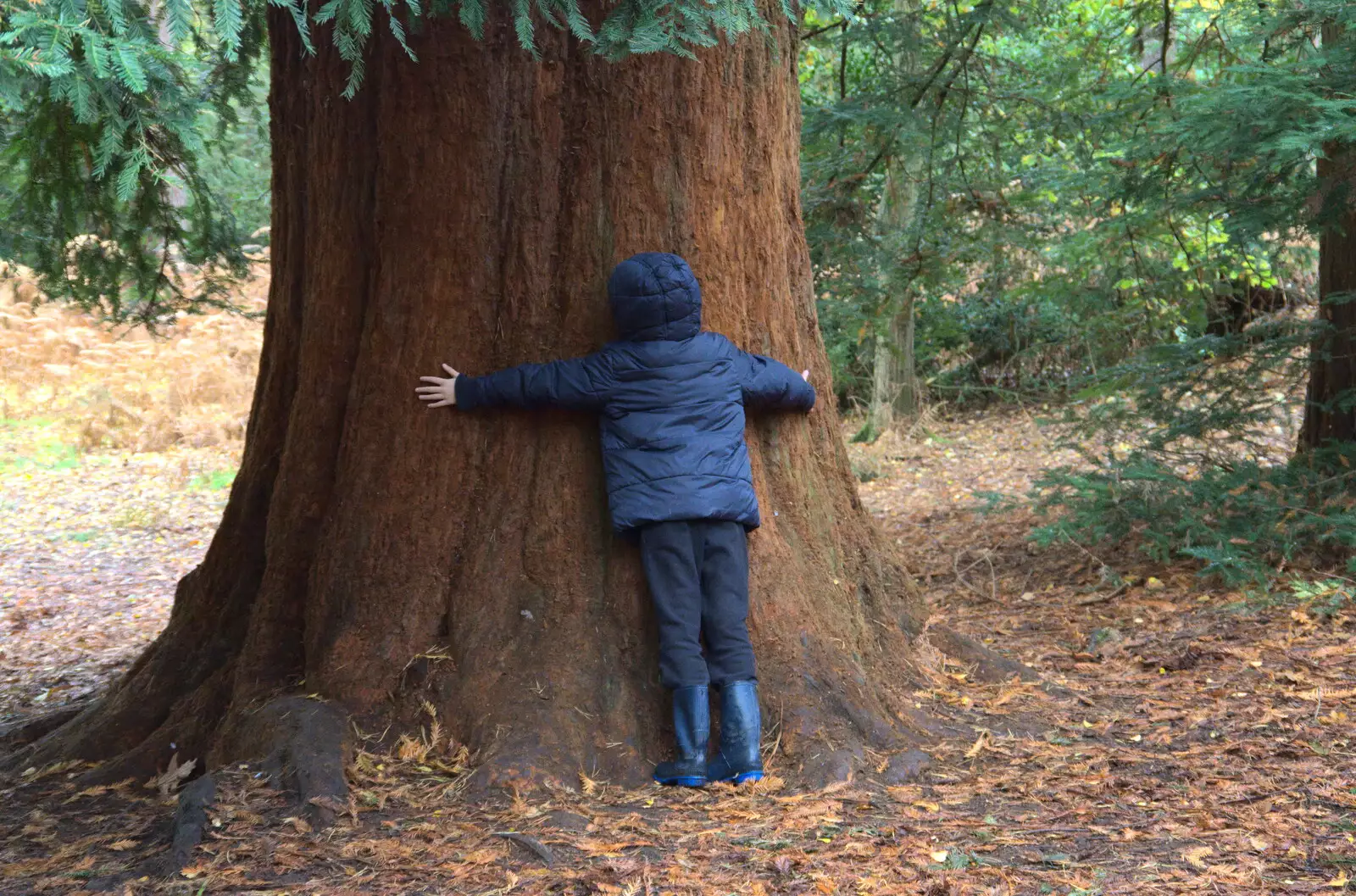 Harry hugs a tree, from A Trip to Sandringham Estate, Norfolk - 31st October 2020