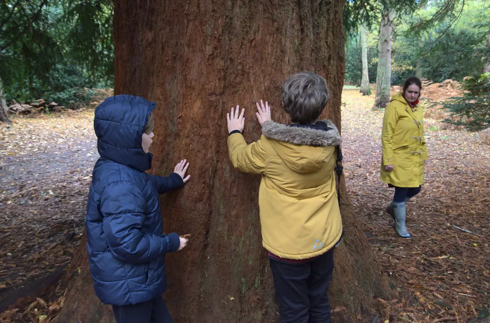 The boys discover that the bark is furry, from A Trip to Sandringham Estate, Norfolk - 31st October 2020