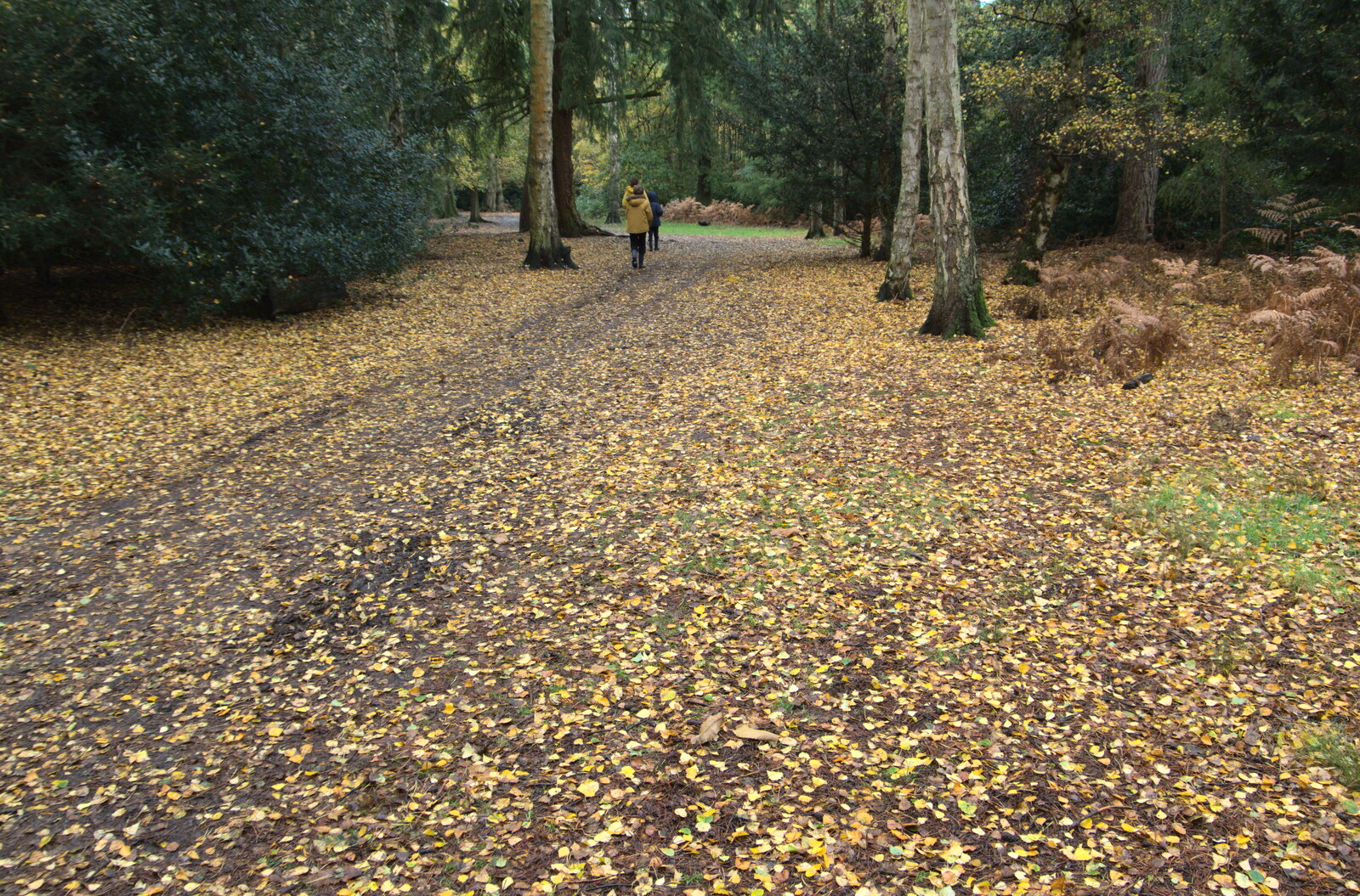 A carpet of golden leaves from A Trip to Sandringham Estate, Norfolk - 31st October 2020