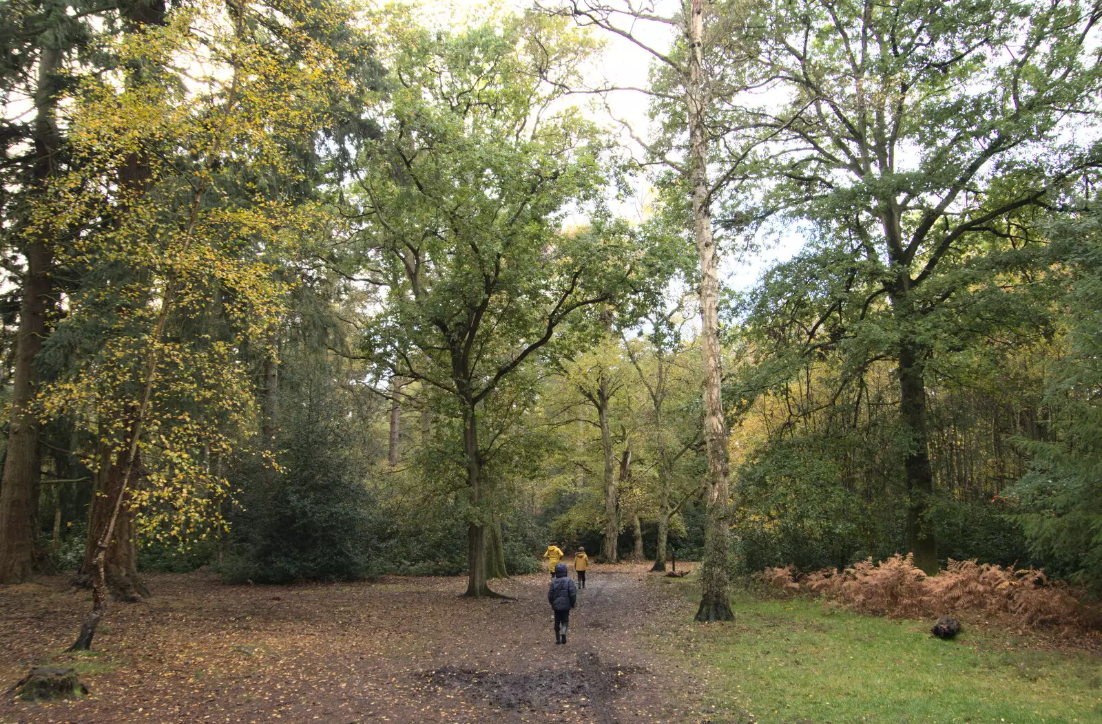 Off into the woods, from A Trip to Sandringham Estate, Norfolk - 31st October 2020