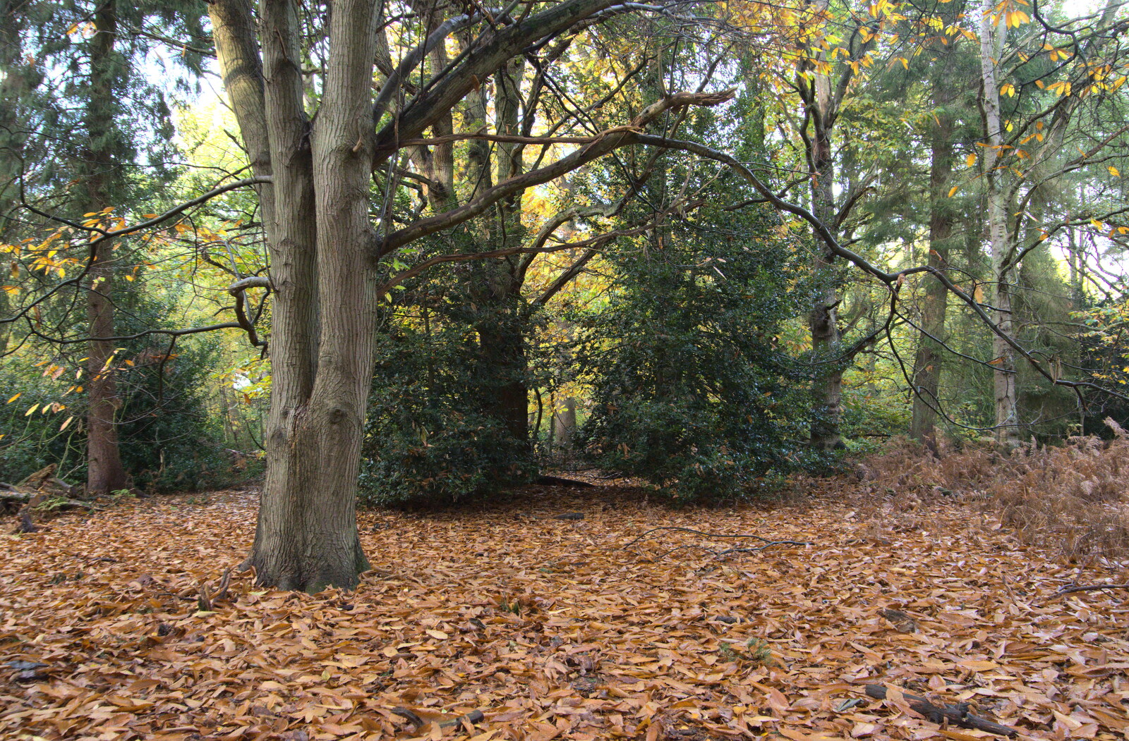 A carpet of beach leaves from A Trip to Sandringham Estate, Norfolk - 31st October 2020