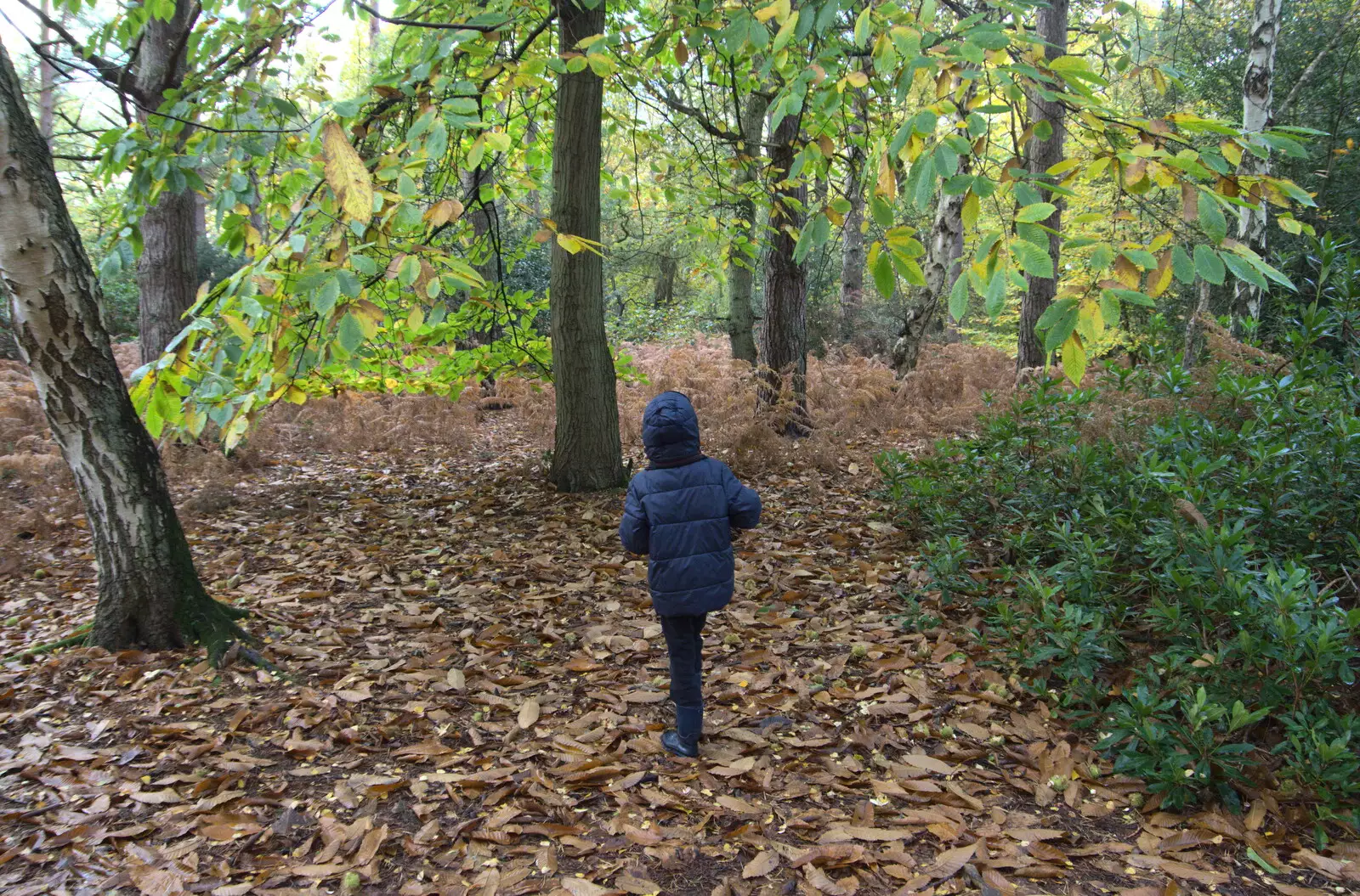 Harry wanders about, from A Trip to Sandringham Estate, Norfolk - 31st October 2020