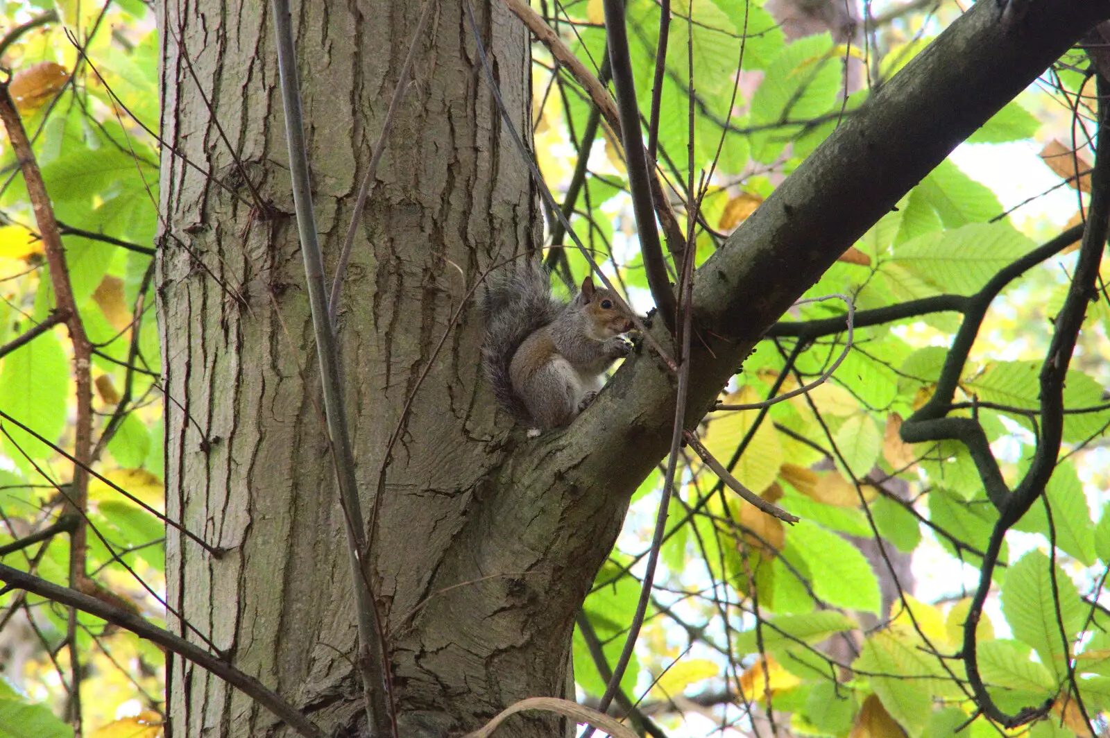 There's a baby squirrel in the crook of a branch, from A Trip to Sandringham Estate, Norfolk - 31st October 2020