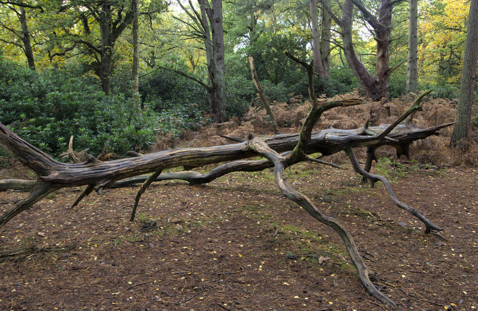 A fallen tree from A Trip to Sandringham Estate, Norfolk - 31st October 2020