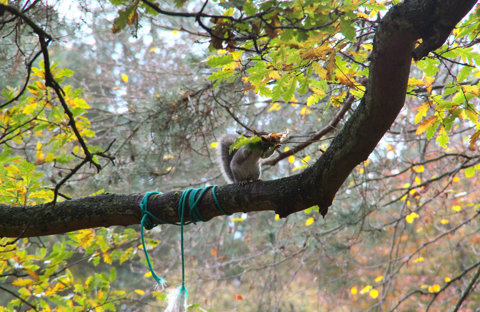 A squirrel collects leaves from A Trip to Sandringham Estate, Norfolk - 31st October 2020