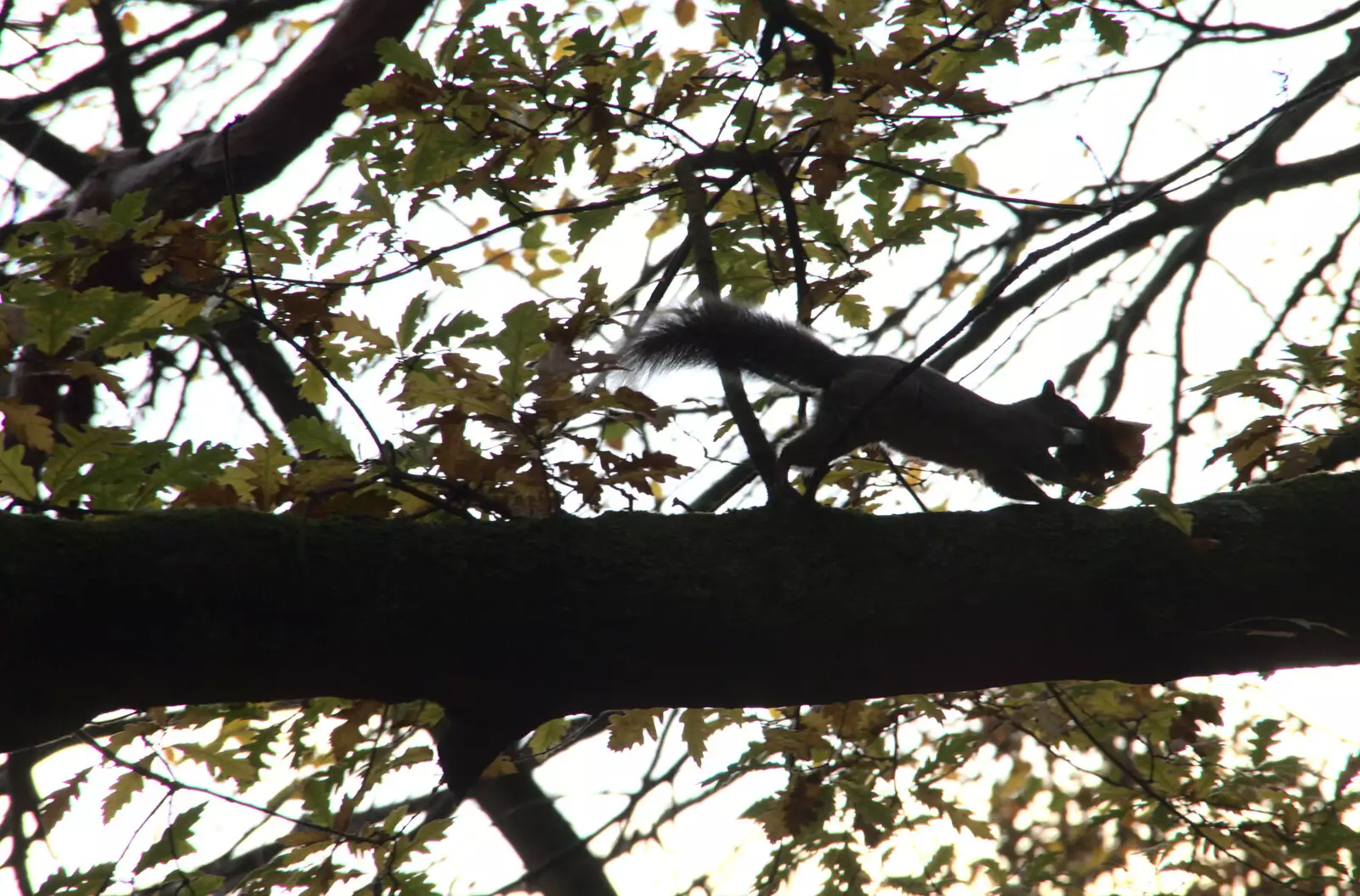 The squirrel legs it with its cache of leaves, from A Trip to Sandringham Estate, Norfolk - 31st October 2020