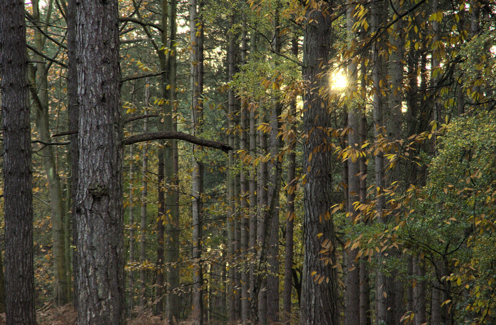 Sunlight through the trees from A Trip to Sandringham Estate, Norfolk - 31st October 2020