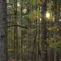 Sunlight through the trees, A Trip to Sandringham Estate, Norfolk - 31st October 2020