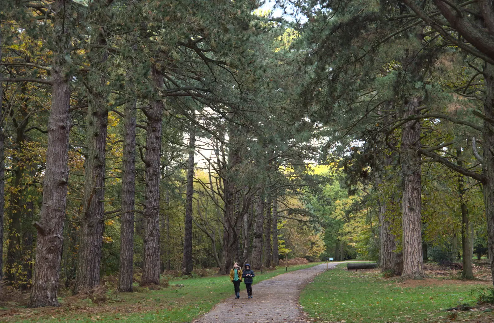 The boys in the pine forest, from A Trip to Sandringham Estate, Norfolk - 31st October 2020