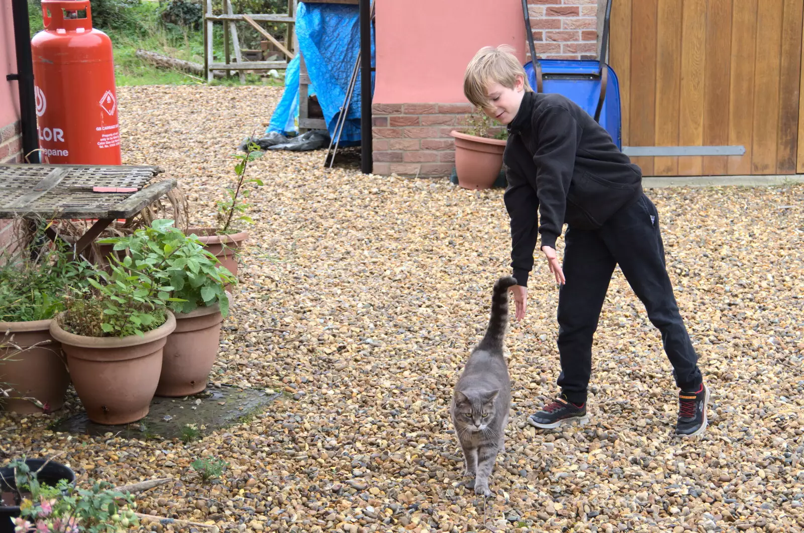 Back at home, Harry says hi to Boris, from A Trip to Sandringham Estate, Norfolk - 31st October 2020