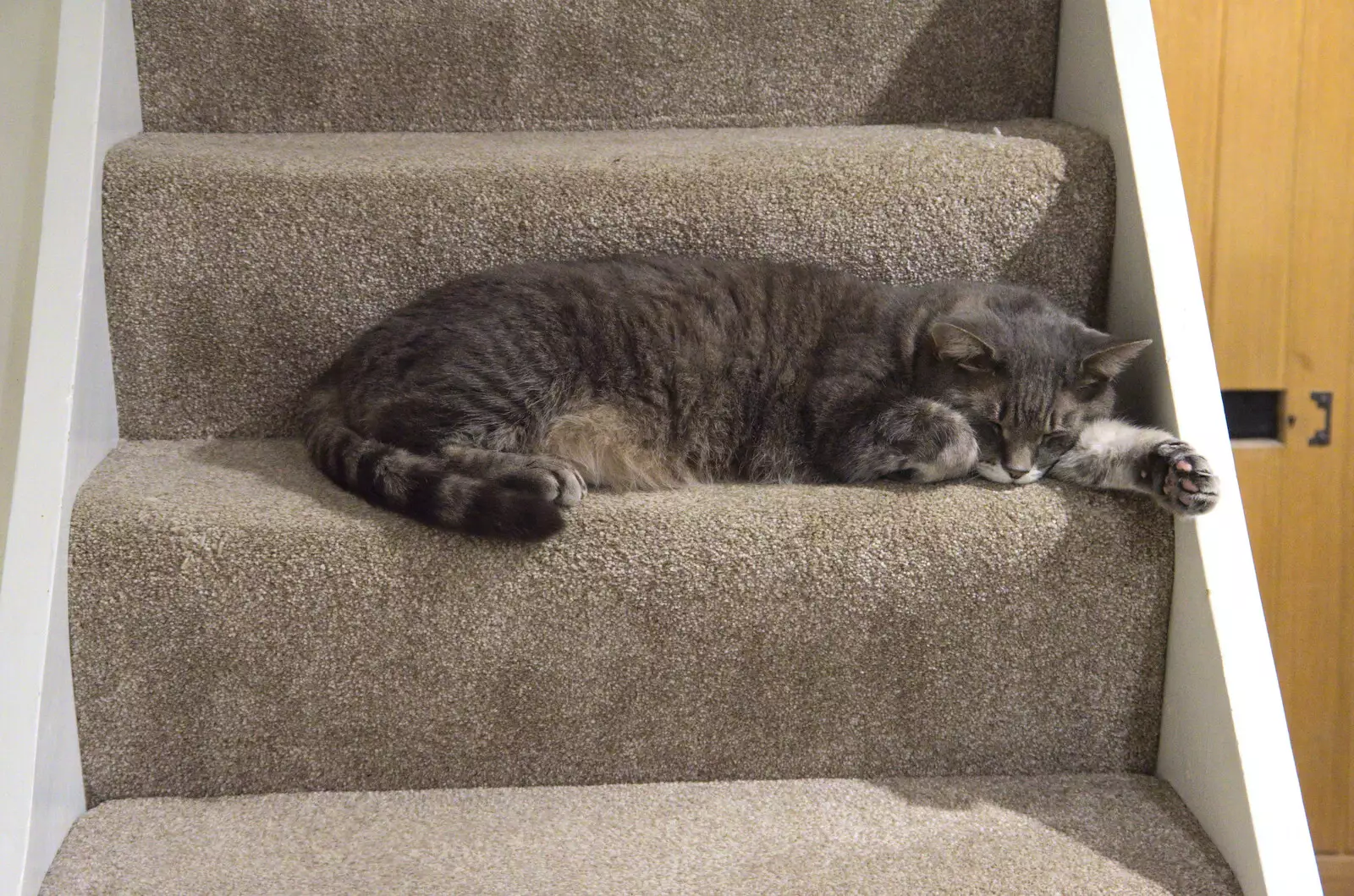 Back home, Boris - Stripey Cat - is on the stairs, from Isobel's Birthday, Woodbridge, Suffolk - 2nd November 2020