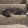 2020 Back home, Boris - Stripey Cat - is on the stairs