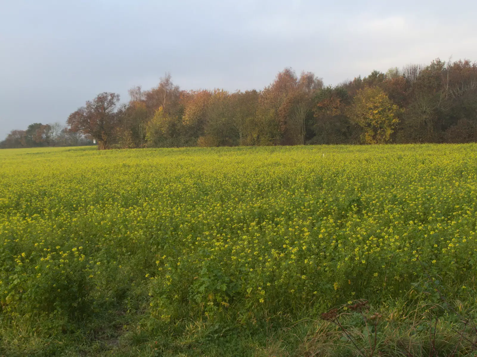 Something yellow which looks like Oilseed but isn't, from Pre-Lockdown in Station 119, Eye, Suffolk - 4th November 2020