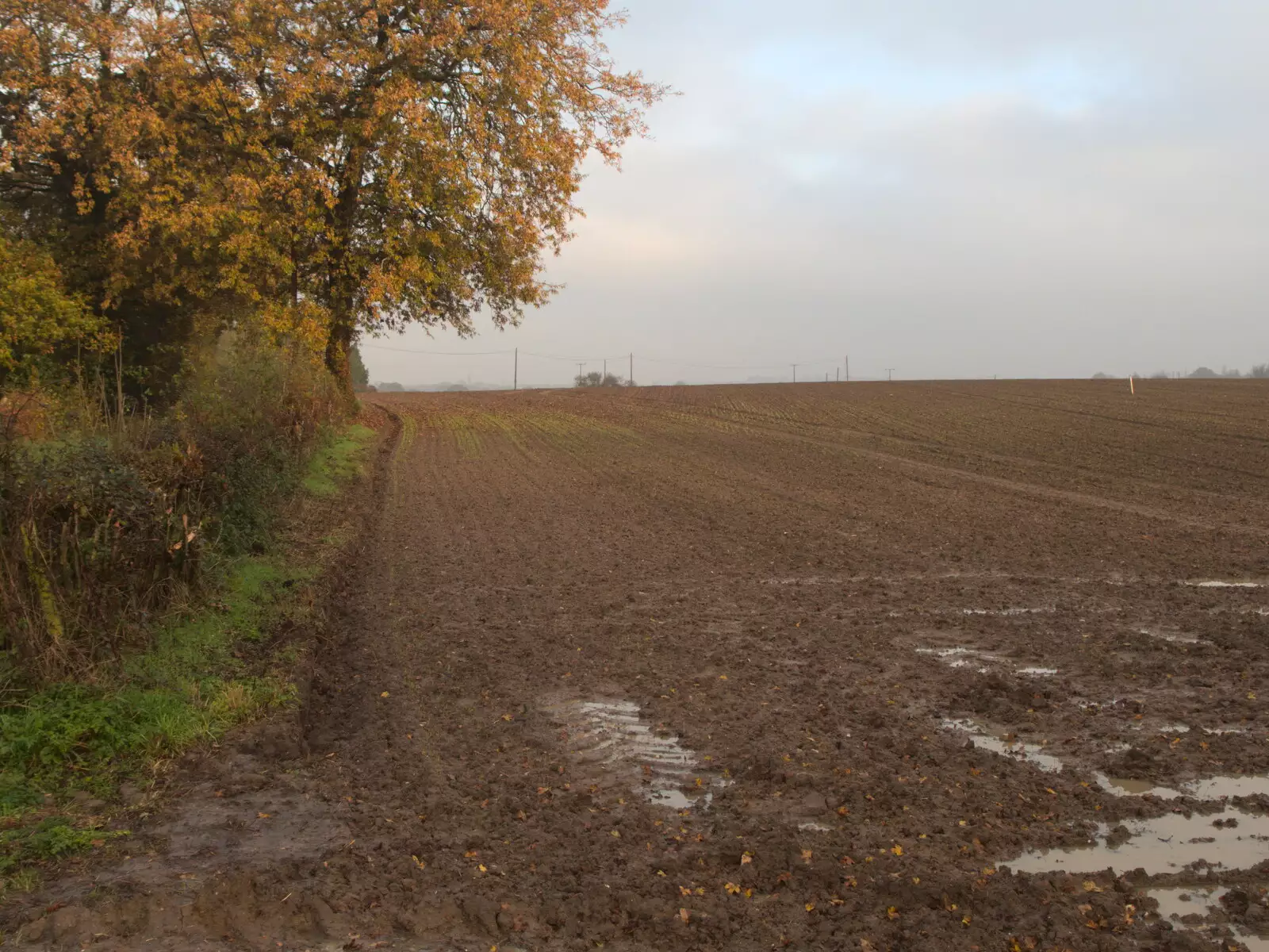 Winter Wheat peeks out from the soil, from Pre-Lockdown in Station 119, Eye, Suffolk - 4th November 2020