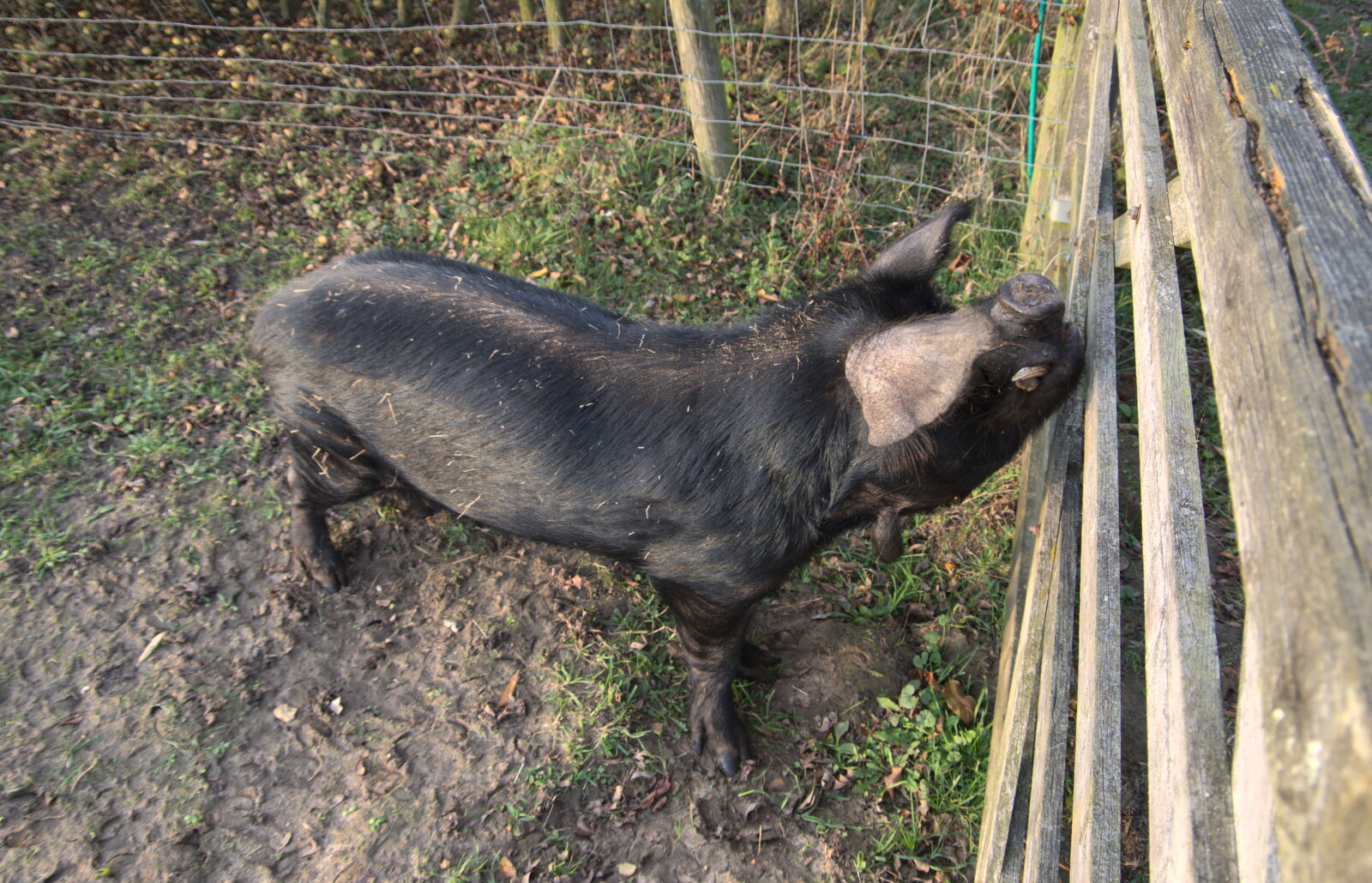 The hairy pig sticks his snout in the air from To See the Hairy Pigs, Thrandeston, Suffolk - 7th November 2020