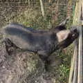 The hairy pig sticks his snout in the air, To See the Hairy Pigs, Thrandeston, Suffolk - 7th November 2020