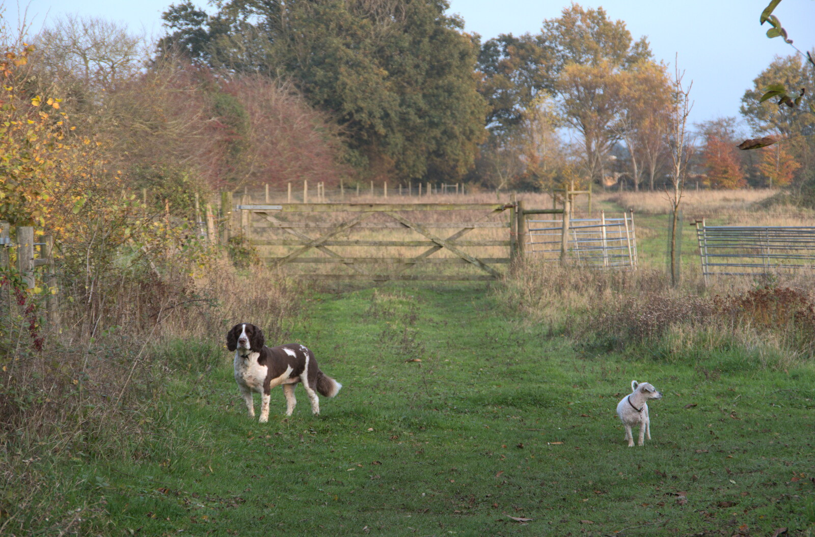 A couple of dogs appear from To See the Hairy Pigs, Thrandeston, Suffolk - 7th November 2020