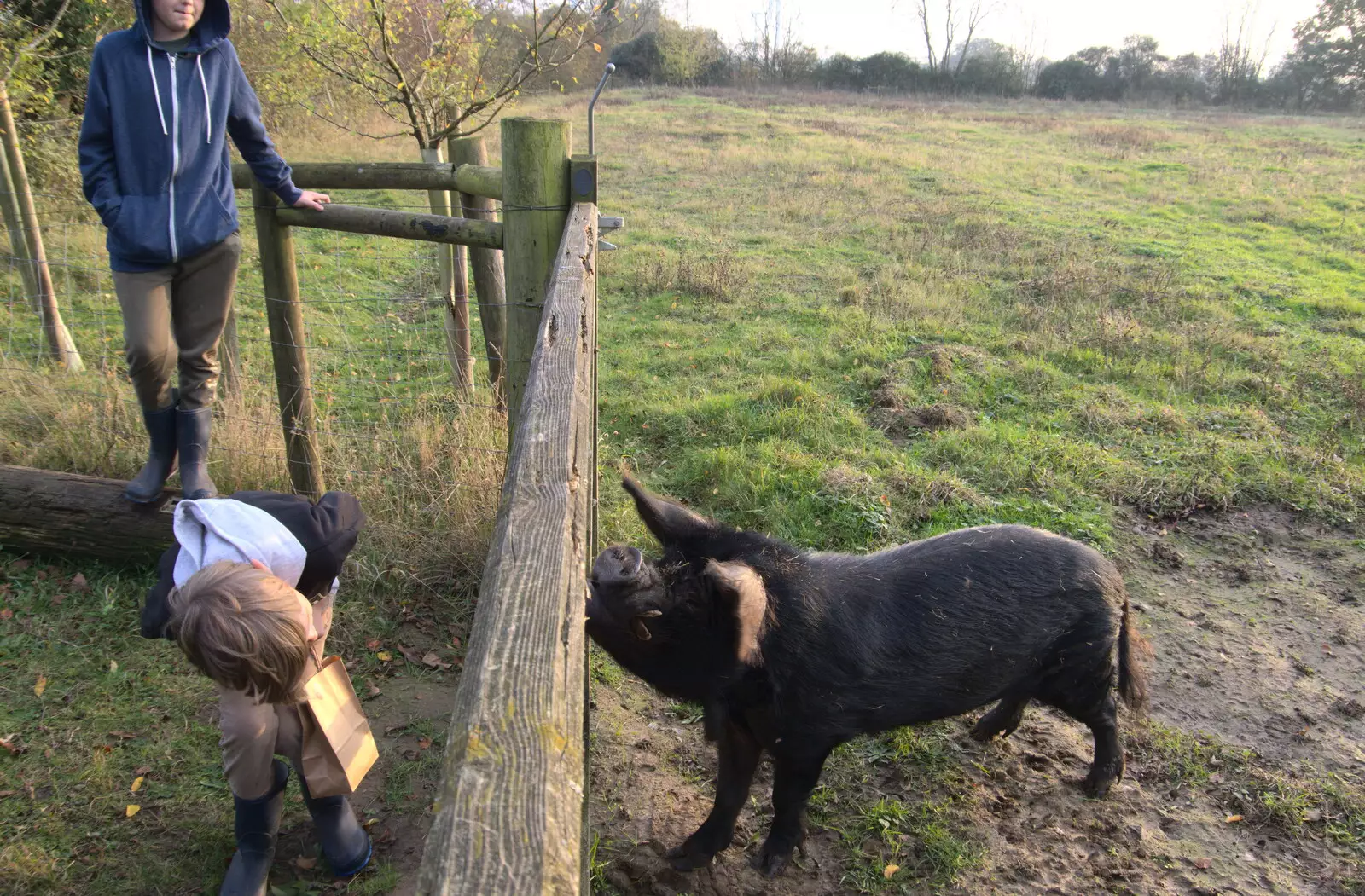 Harry says 'hi' to the hairy pig, from To See the Hairy Pigs, Thrandeston, Suffolk - 7th November 2020