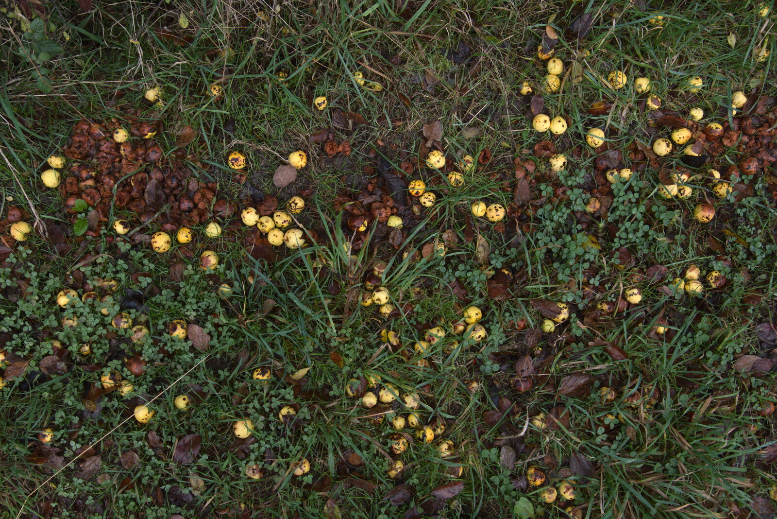 Funky yellow mushrooms from To See the Hairy Pigs, Thrandeston, Suffolk - 7th November 2020