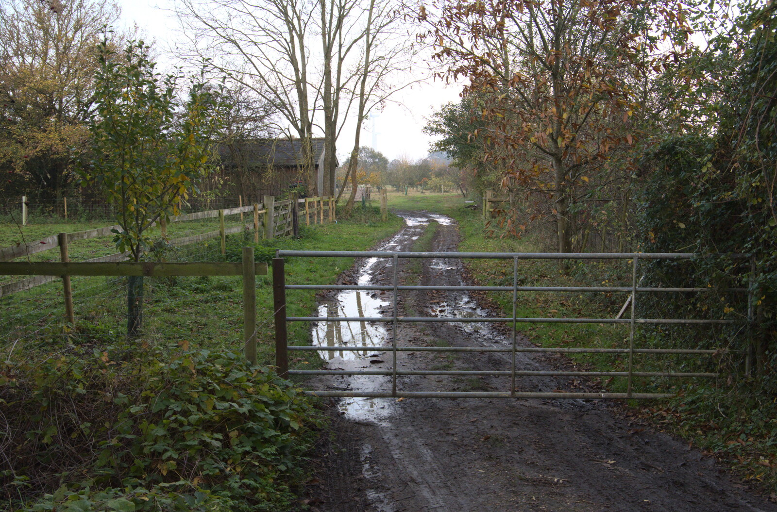 A gate and a muddy drive from To See the Hairy Pigs, Thrandeston, Suffolk - 7th November 2020