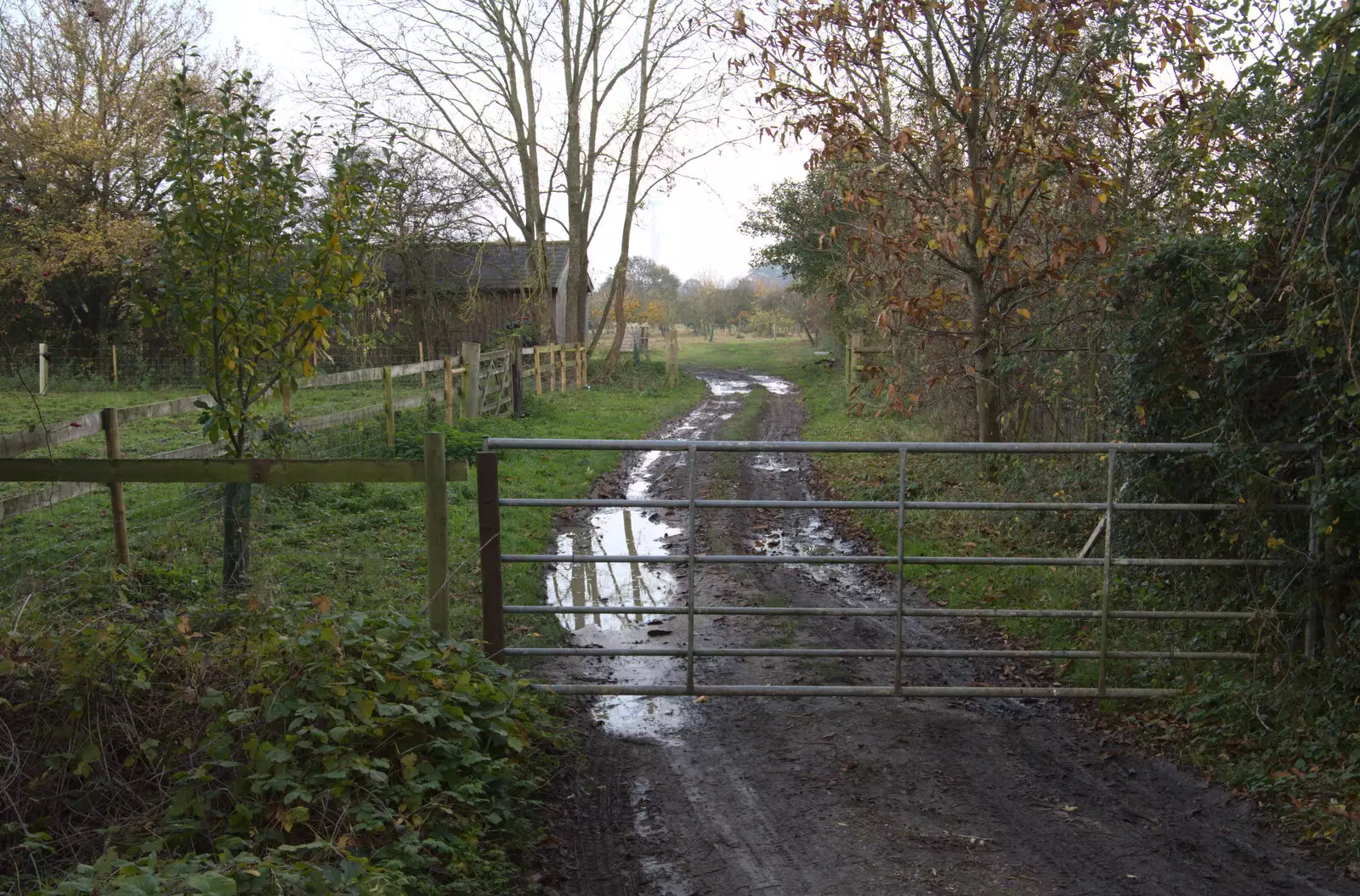 A gate and a muddy drive, from To See the Hairy Pigs, Thrandeston, Suffolk - 7th November 2020