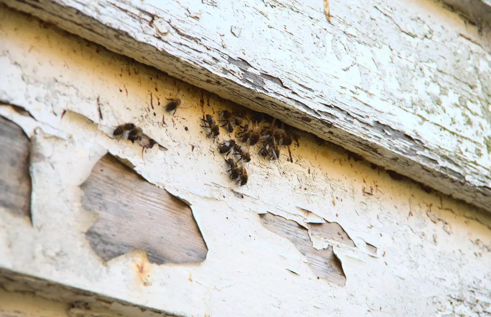 There's a small colony of bees hanging around, from Drone Flying and the Old Chapel, Thrandeston, Suffolk - 15th November 2020