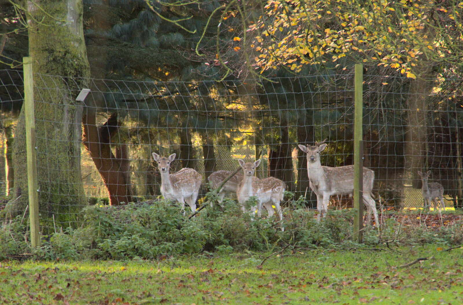 Drone Flying and the Old Chapel, Thrandeston, Suffolk - 15th November 2020: Fallow deer have their ears up as they watch