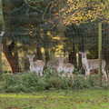 Drone Flying and the Old Chapel, Thrandeston, Suffolk - 15th November 2020, Fallow deer have their ears up as they watch