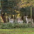 Fallow deer have their ears up as they watch, Drone Flying and the Old Chapel, Thrandeston, Suffolk - 15th November 2020