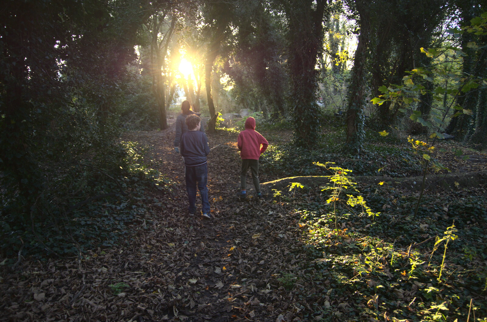 We're off in the woods again from The Dereliction of Eye, Suffolk - 22nd November 2020