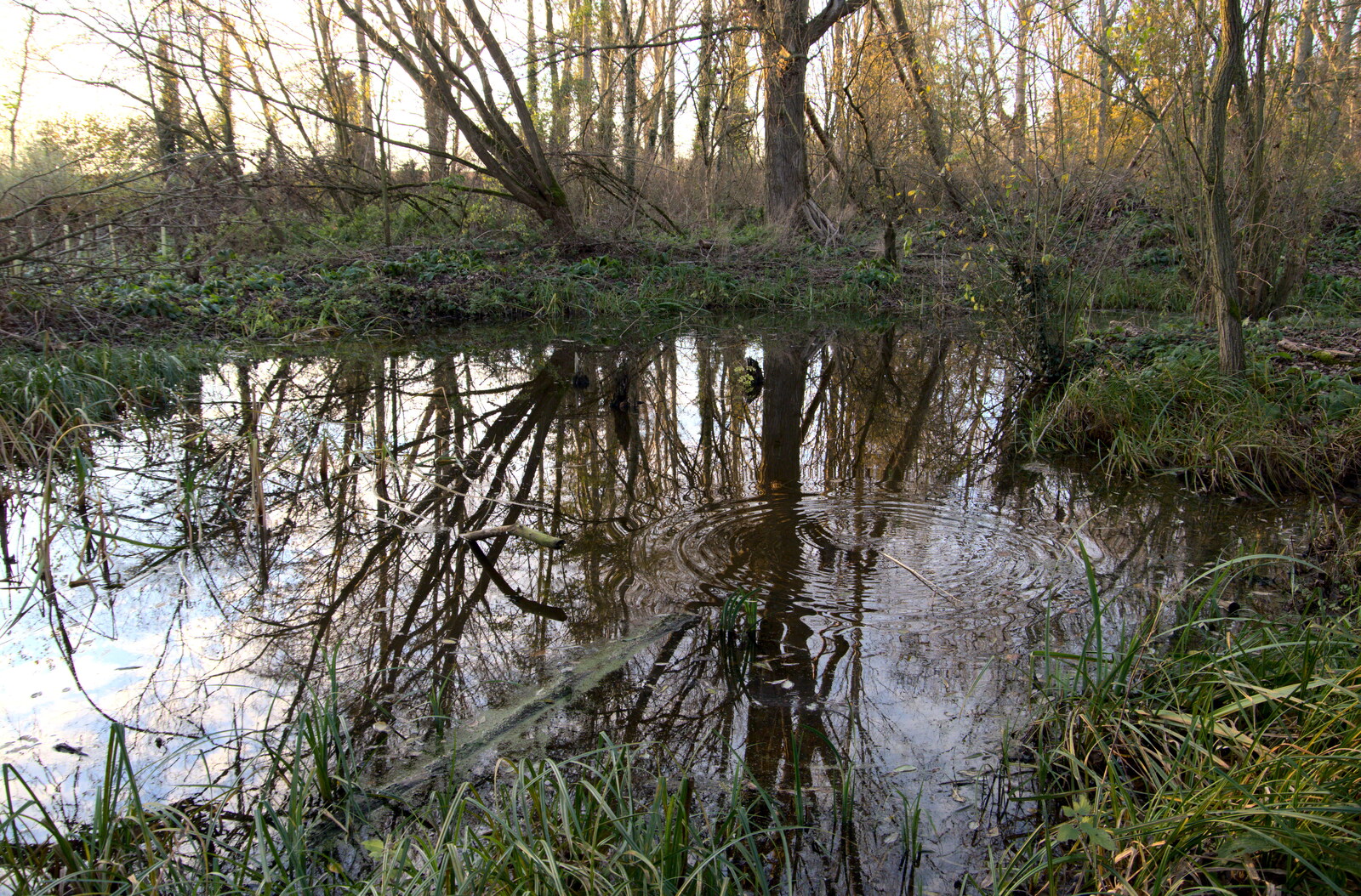 Ripples on a pond from The Dereliction of Eye, Suffolk - 22nd November 2020