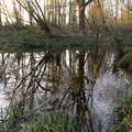 Ripples on a pond, The Dereliction of Eye, Suffolk - 22nd November 2020