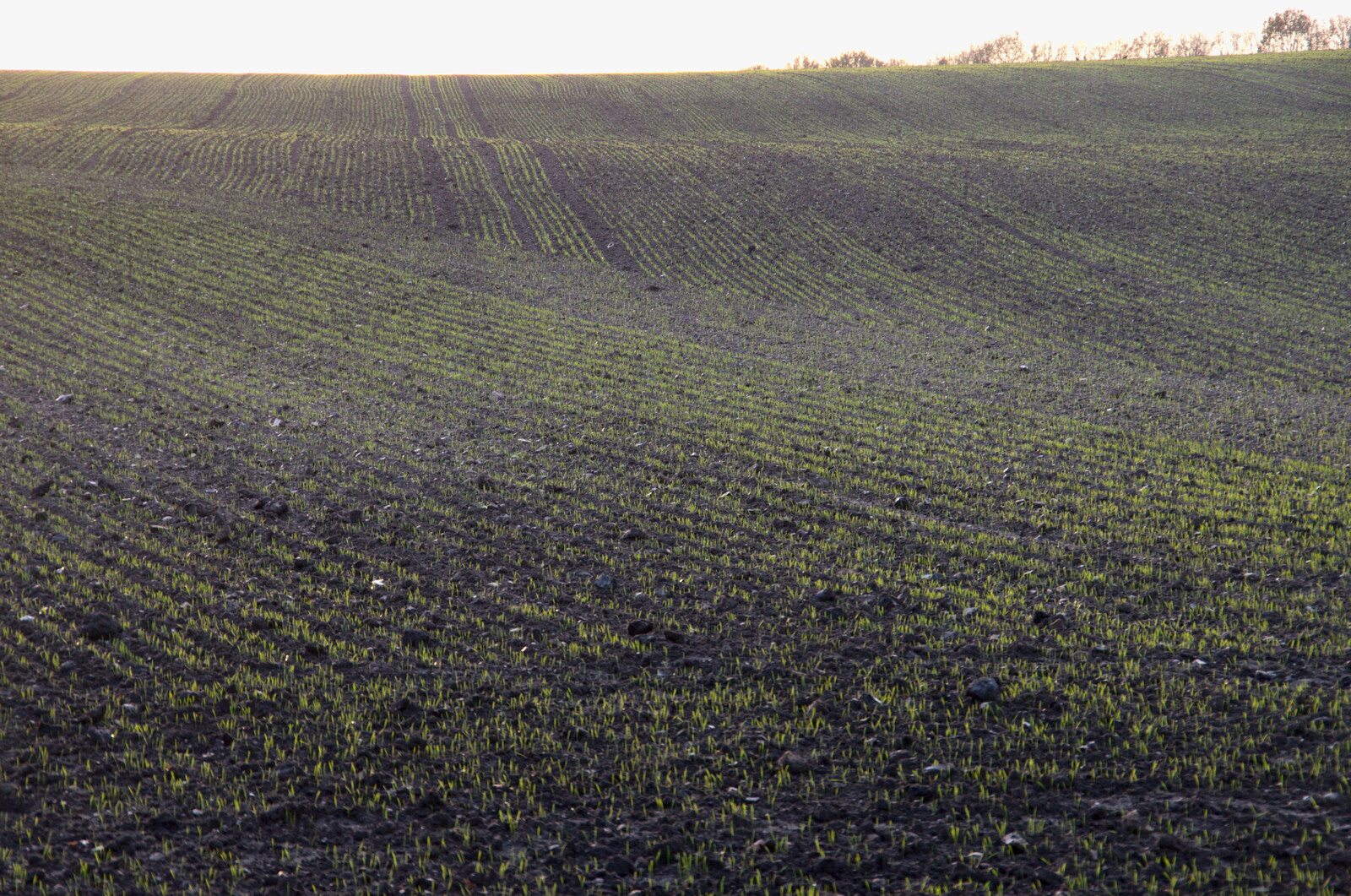 Lines of winter wheat poke up from the soil from The Dereliction of Eye, Suffolk - 22nd November 2020