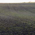 Lines of winter wheat poke up from the soil, The Dereliction of Eye, Suffolk - 22nd November 2020