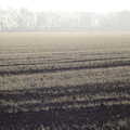 2020 Silver frost on a field of winter wheat