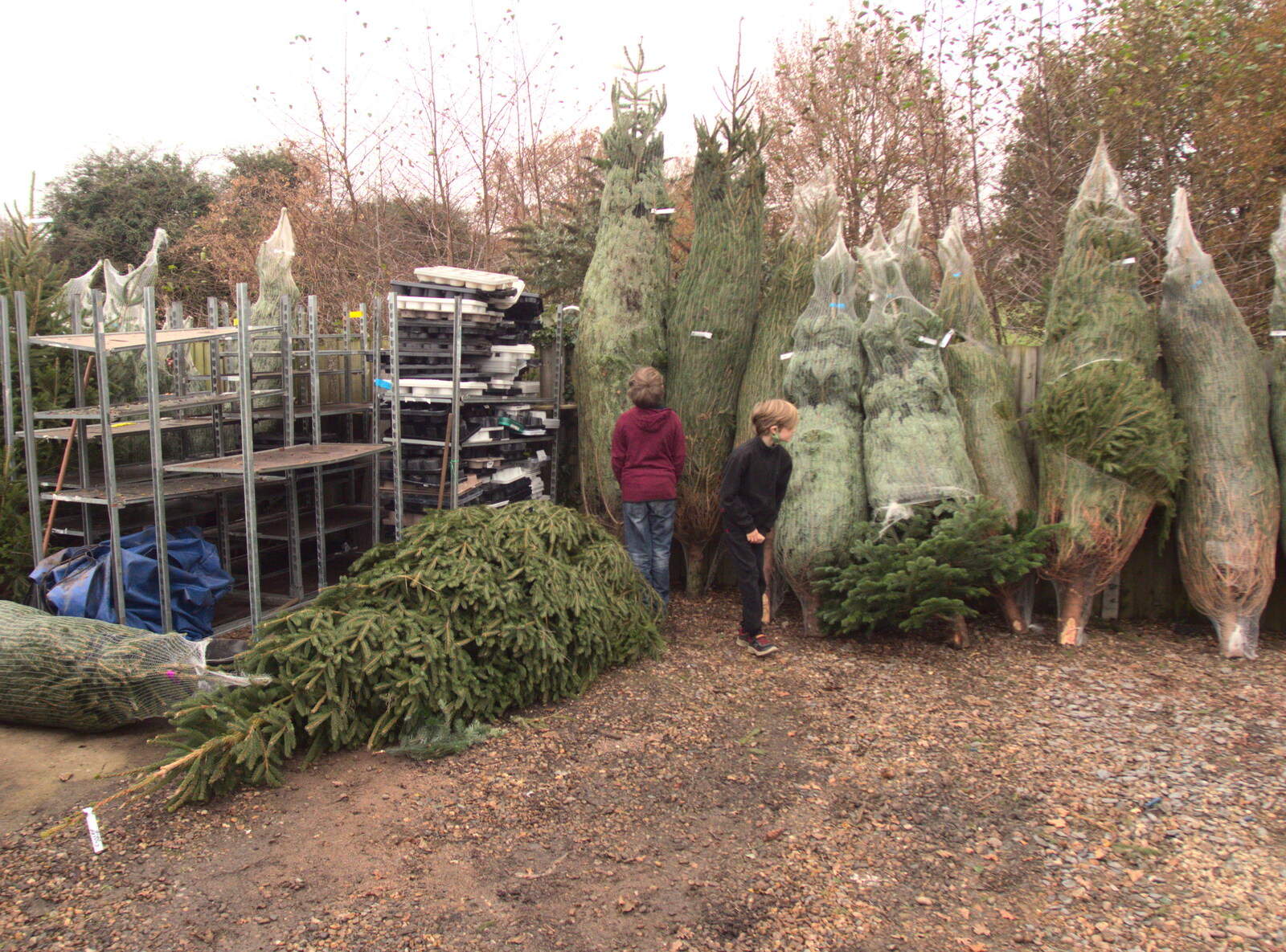 The boys inspect Christmas trees from Frosty Rides and a Christmas Tree, Diss Garden Centre, Diss, Norfolk - 29th November 2020