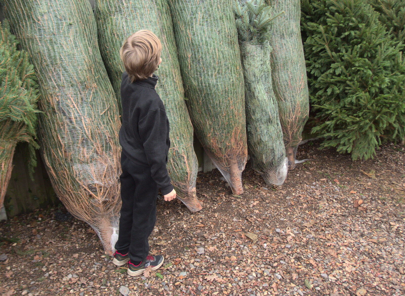 Harry looks up at tall trees at the garden centre from Frosty Rides and a Christmas Tree, Diss Garden Centre, Diss, Norfolk - 29th November 2020