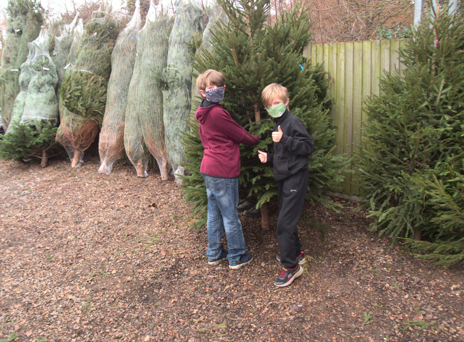 The boys have approved a tree from Frosty Rides and a Christmas Tree, Diss Garden Centre, Diss, Norfolk - 29th November 2020