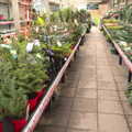 2020 Diss Garden Centre's array of potted trees